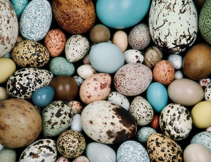 ”Eggru” era il termine per indicare il plurale di egg (uovo): un esempio di plurale decaduto dall'Old English