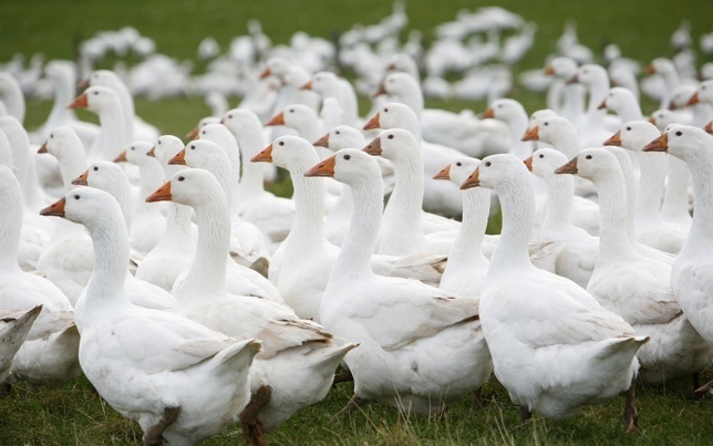 se per indicare un'oca il termine è goose, geese è il termine usato per il plurale