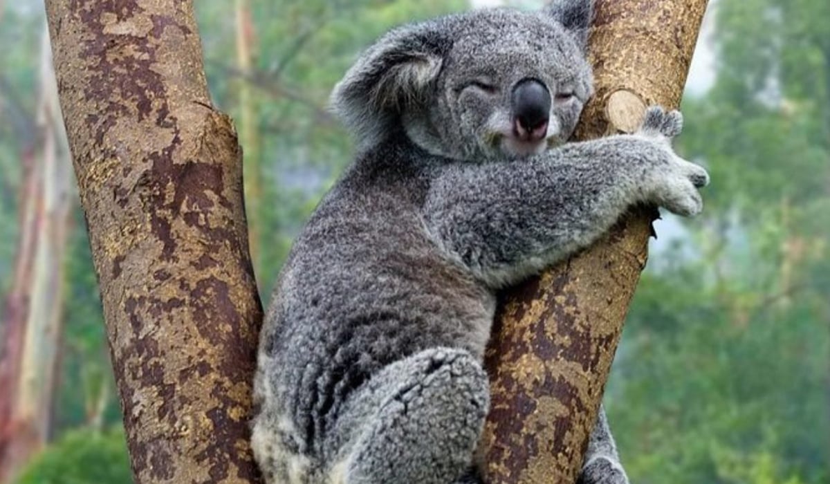 Un koala su un albero di una foresta australiana