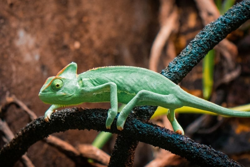 Cameleon 2