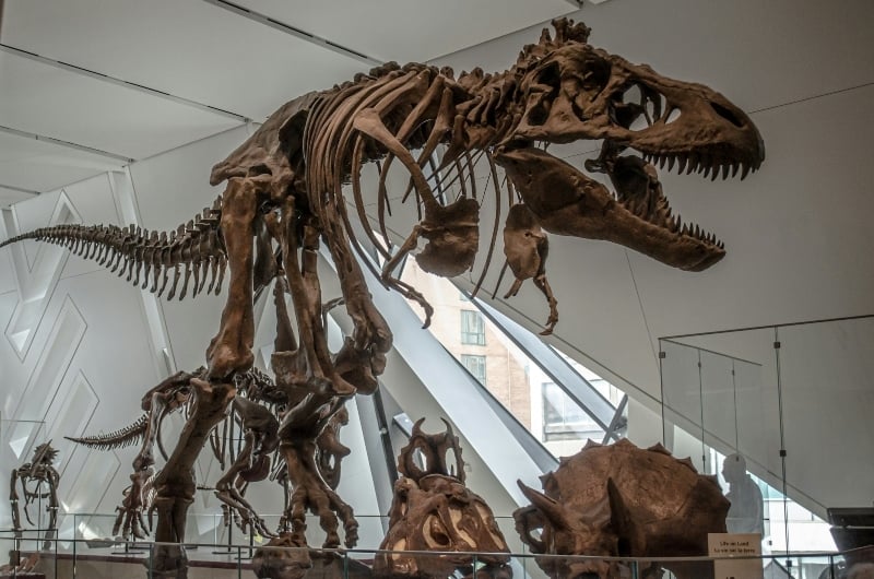 Dinosaur