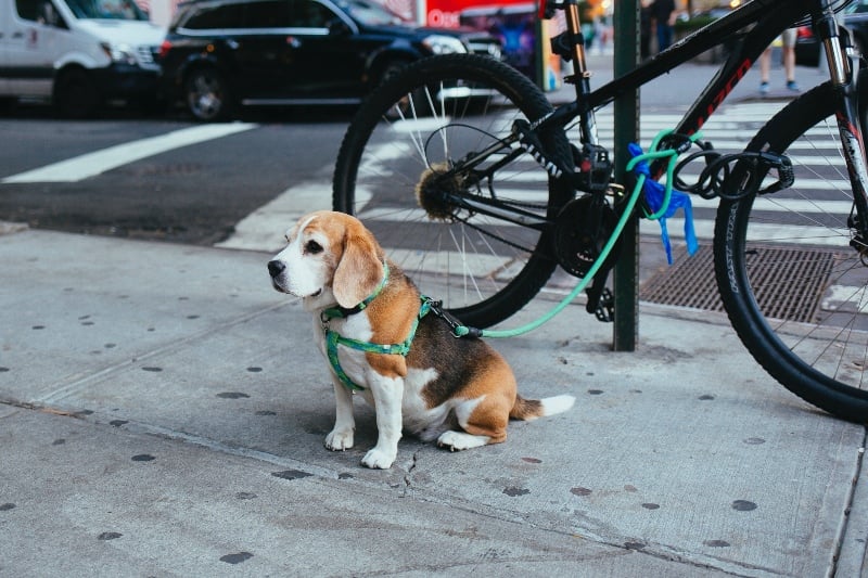 Dog in New York