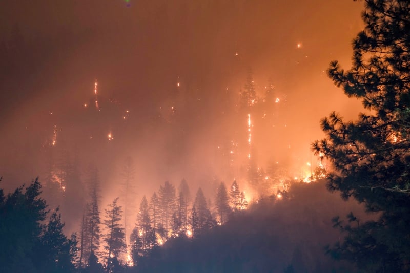Forest Fire