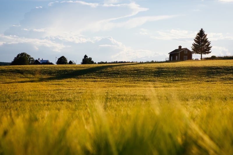 Green Grass Field