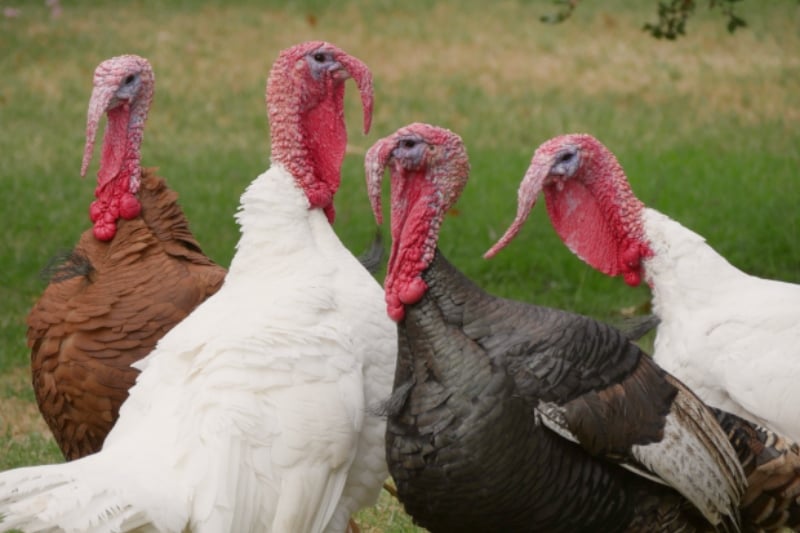 Quattro tacchini (Turkeys) in un prato