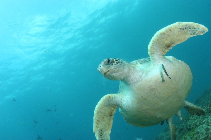 Una tartaruga marina nuota nell'oceano
